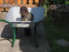 Rauhhaardackel (Zwergdackel) Foto: Daisy im Garten (ID 35549) Rauhhaardackel (Zwergdackel) Hund