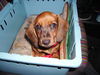 Rauhhaardackel (Zwergdackel) Foto: Lisa (ID 38353) Rauhhaardackel (Zwergdackel) Hund