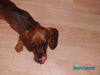 Rauhhaardackel (Zwergdackel) Foto: Das hat geschmeckt... (ID 38355) Rauhhaardackel (Zwergdackel) Hund