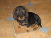 Rauhhaardackel (Zwergdackel) Foto (ID 35356) Rauhhaardackel (Zwergdackel) Hund