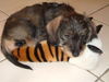 Rauhhaardackel (Zwergdackel) Foto: Dackel findet Mordwaffe bei Soko Köln 24.01.06 18.oo Uhr (ID 28639) Rauhhaardackel (Zwergdackel) Hund