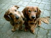Rauhhaardackel (Zwergdackel) Foto (ID 31467) Rauhhaardackel (Zwergdackel) Hund