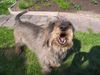 Rauhhaardackel (Zwergdackel) Foto: Raudi, 11 Jahre (ID 21264) Rauhhaardackel (Zwergdackel) Hund