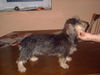 Rauhhaardackel (Zwergdackel) Foto: Martischa von der Hommelheide (ID 27628) Rauhhaardackel (Zwergdackel) Hund