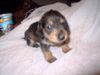 Rauhhaardackel (Zwergdackel) Foto: das ist meine Martischa sie hat noch 2 brüder und 1 schwester die ein neues zuhause suchen (ID 23452) Rauhhaardackel (Zwergdackel) Hund