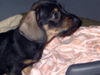 Rauhhaardackel (Zwergdackel) Foto: Milan von der Hommelheide (ID 24744) Rauhhaardackel (Zwergdackel) Hund