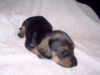 Rauhhaardackel (Zwergdackel) Foto: ich bin Minja von der Hommelheide (ID 23454) Rauhhaardackel (Zwergdackel) Hund