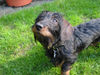 Rauhhaardackel (Zwergdackel) Foto: Miss Marple (ID 34717) Rauhhaardackel (Zwergdackel) Hund