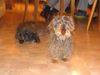 Rauhhaardackel (Zwergdackel) Foto: Dies sind unsere beiden fast 16 Jahre alten Rauhhaardackel, Mockel und Utz. (ID 9161) Rauhhaardackel (Zwergdackel) Hund