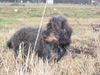 Rauhhaardackel (Zwergdackel) Foto: Die kleine Nele auf der Mäusejagd (ID 8635) Rauhhaardackel (Zwergdackel) Hund