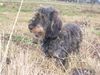 Rauhhaardackel (Zwergdackel) Foto: Nele ganz aufmerksam.Da war doch was ? (ID 8636) Rauhhaardackel (Zwergdackel) Hund