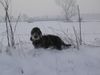 Rauhhaardackel (Zwergdackel) Foto: Nele im Schnee (ID 9673) Rauhhaardackel (Zwergdackel) Hund