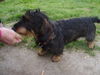 Rauhhaardackel (Zwergdackel) Foto: Bist du aber nett dankeschön (ID 38832) Rauhhaardackel (Zwergdackel) Hund