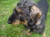 Rauhhaardackel (Zwergdackel) Foto: ich bin der freche Nino :Wuff (ID 38067) Rauhhaardackel (Zwergdackel) Hund