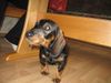 Rauhhaardackel (Zwergdackel) Foto: Mein Hund Norris 5Monate alt (ID 31750) Rauhhaardackel (Zwergdackel) Hund
