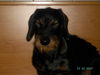 Rauhhaardackel (Zwergdackel) Foto (ID 37751) Rauhhaardackel (Zwergdackel) Hund