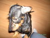 Rauhhaardackel (Zwergdackel) Foto (ID 37753) Rauhhaardackel (Zwergdackel) Hund
