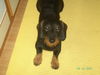 Rauhhaardackel (Zwergdackel) Foto (ID 37752) Rauhhaardackel (Zwergdackel) Hund