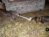 Rauhhaardackel (Zwergdackel) Foto: die arme socke (ID 7387) Rauhhaardackel (Zwergdackel) Hund