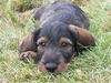 Rauhhaardackel (Zwergdackel) Foto: Casper! Pelle hat einen Nachfolger... (ID 38861) Rauhhaardackel (Zwergdackel) Hund