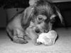 Rauhhaardackel (Zwergdackel) Foto: Hab Nike`s Knochen geklaut... (ID 8375) Rauhhaardackel (Zwergdackel) Hund