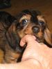 Rauhhaardackel (Zwergdackel) Foto: Hallo...bin neu hier (ID 8329) Rauhhaardackel (Zwergdackel) Hund