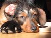 Rauhhaardackel (Zwergdackel) Foto: Ich lebe auf grossem Fuss... (ID 9378) Rauhhaardackel (Zwergdackel) Hund