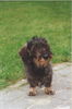 Rauhhaardackel (Zwergdackel) Foto: Wirfst Du meinen Ball? (ID 31766) Rauhhaardackel (Zwergdackel) Hund