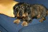 Rauhhaardackel (Zwergdackel) Foto: Ich bin der Räuber (ID 19879) Rauhhaardackel (Zwergdackel) Hund