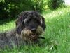 Rauhhaardackel (Zwergdackel) Hund