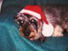 Rauhhaardackel (Zwergdackel) Foto: Raudi (10 Jahre), der Weihnachtsdackel (ID 12627) Rauhhaardackel (Zwergdackel) Hund