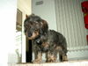 Rauhhaardackel (Zwergdackel) Foto: Verwandte von Foto 34512 ??? (ID 34945) Rauhhaardackel (Zwergdackel) Hund