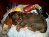 Rauhhaardackel (Zwergdackel) Foto: Ich liebe schuhe !!! Von jedem einen ! (ID 34947) Rauhhaardackel (Zwergdackel) Hund