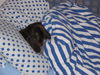 Rauhhaardackel (Zwergdackel) Foto (ID 25206) Rauhhaardackel (Zwergdackel) Hund