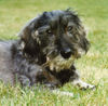Rauhhaardackel (Zwergdackel) Foto (ID 31827) Rauhhaardackel (Zwergdackel) Hund