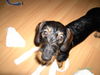 Rauhhaardackel (Zwergdackel) Foto: Norris 9 Monate (ID 35192) Rauhhaardackel (Zwergdackel) Hund