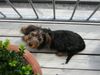 Rauhhaardackel (Zwergdackel) Foto: Valentin trocknet sich selbst am liebsten in der Sonne (ID 13802) Rauhhaardackel (Zwergdackel) Hund