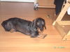 Rauhhaardackel (Zwergdackel) Foto: Für heut hab ich aber schon genug wuff (ID 37057) Rauhhaardackel (Zwergdackel) Hund