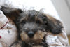 Rauhhaardackel (Zwergdackel) Foto: Jack der Dackel liebt Snoopy Pijamas (ID 29385) Rauhhaardackel (Zwergdackel) Hund