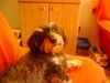 Rauhhaardackel (Zwergdackel) Foto: Das ist Pixi, 9Jahre alt (ID 17294) Rauhhaardackel (Zwergdackel) Hund