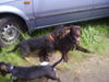 Rauhhaardackel (Zwergdackel) Foto: Ich flüster Dir was ins Ohr meine Schöne (ID 38830) Rauhhaardackel (Zwergdackel) Hund