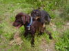 Rauhhaardackel (Zwergdackel) Foto: Ein ganz verliebter Nino ! (ID 38831) Rauhhaardackel (Zwergdackel) Hund