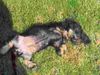 Rauhhaardackel (Zwergdackel) Foto: Hoffentlich bekomme ich keinen Sonnenband am Bauch (ID 16014) Rauhhaardackel (Zwergdackel) Hund