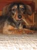 Rauhhaardackel (Zwergdackel) Foto: Den halt ich ganz fest... (ID 9377) Rauhhaardackel (Zwergdackel) Hund