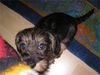 Rauhhaardackel (Zwergdackel) Hund