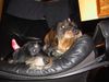 Rauhhaardackel (Zwergdackel) Foto: Georg und Emily im Sessel (ID 10454) Rauhhaardackel (Zwergdackel) Hund
