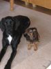 Rauhhaardackel (Zwergdackel) Foto: nike und paul, unzertrennlich ge die geworden, diese zwei (ID 11753) Rauhhaardackel (Zwergdackel) Hund
