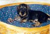 Rauhhaardackel (Zwergdackel) Foto: Gigolo mit 8 Wochen (ID 7843) Rauhhaardackel (Zwergdackel) Hund