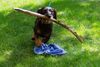 Rauhhaardackel (Zwergdackel) Foto: hier ist die kleine süße flitzmaus emma (ID 25933) Rauhhaardackel (Zwergdackel) Hund