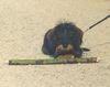 Rauhhaardackel (Zwergdackel) Foto: den klaut mir keiner! (ID 38039) Rauhhaardackel (Zwergdackel) Hund